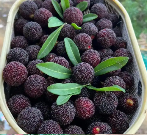 無錫100平楊梅保鮮庫造價(jià)多少?_上海開冉制冷