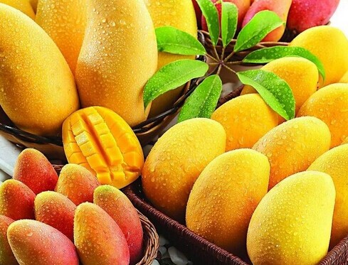 廣西大型芒果保鮮冷庫(kù)安裝設(shè)計(jì)，芒果冷庫(kù)保鮮貯藏技術(shù)方法